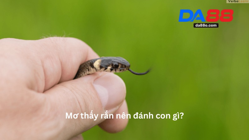 Nằm Mơ Thấy Rắn