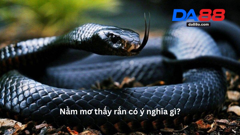 Nằm Mơ Thấy Rắn